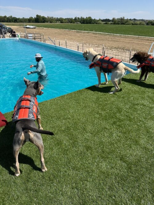 human in dog pool with dogs wearing lifejackets